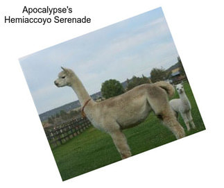 Apocalypse\'s Hemiaccoyo Serenade