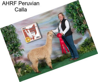 AHRF Peruvian Calla