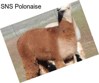 SNS Polonaise