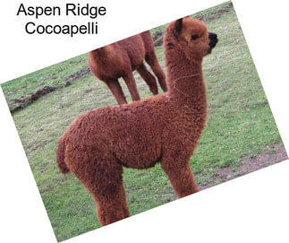 Aspen Ridge Cocoapelli
