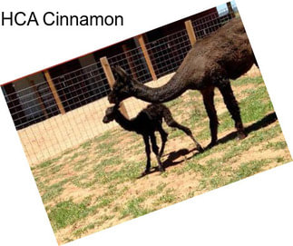 HCA Cinnamon