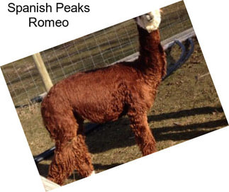 Spanish Peaks Romeo