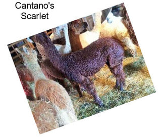 Cantano\'s Scarlet