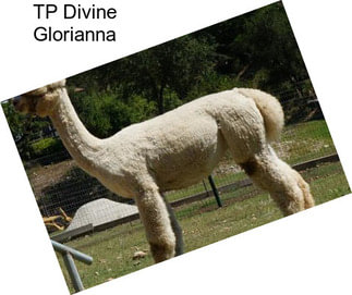 TP Divine Glorianna