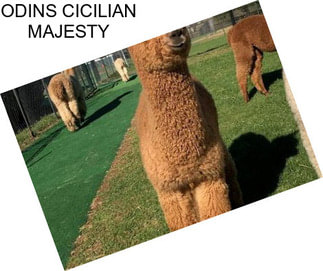 ODINS CICILIAN MAJESTY