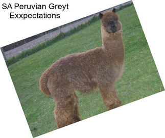 SA Peruvian Greyt Exxpectations