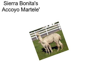 Sierra Bonita\'s Accoyo Martele\'