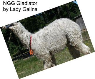 NGG Gladiator by Lady Galina