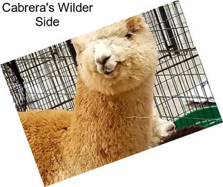 Cabrera\'s Wilder Side