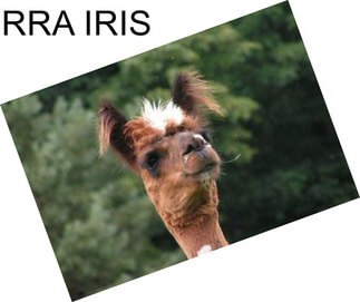 RRA IRIS