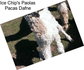 Ice Chip\'s Paolas Pacas Dafne