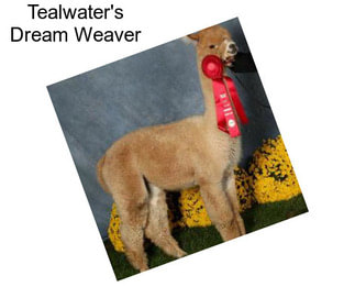 Tealwater\'s Dream Weaver