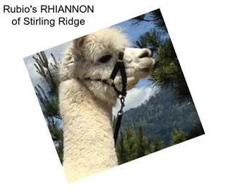 Rubio\'s RHIANNON of Stirling Ridge