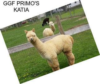 GGF PRIMO\'S KATIA