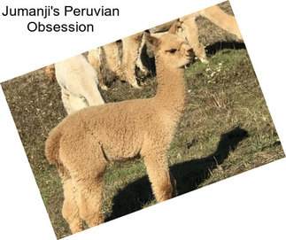 Jumanji\'s Peruvian Obsession
