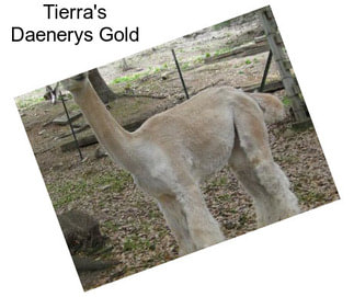 Tierra\'s Daenerys Gold