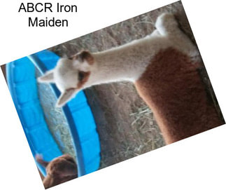 ABCR Iron Maiden