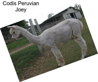 Codis Peruvian Joey
