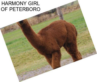 HARMONY GIRL OF PETERBORO