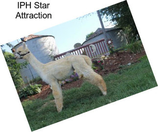 IPH Star Attraction
