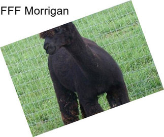 FFF Morrigan
