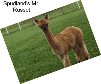 Spudland\'s Mr. Russet