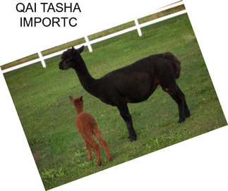 QAI TASHA IMPORTC