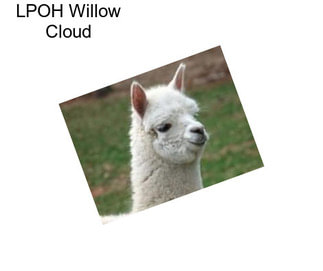 LPOH Willow Cloud