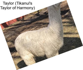 Taylor (Tikanui\'s Taylor of Harmony)