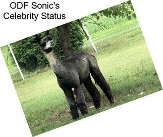 ODF Sonic\'s Celebrity Status