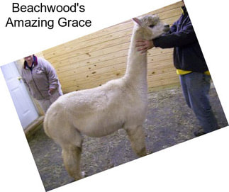 Beachwood\'s Amazing Grace