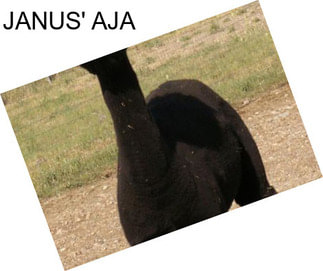 JANUS\' AJA