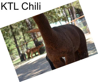 KTL Chili