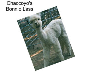 Chaccoyo\'s Bonnie Lass