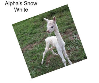 Alpha\'s Snow White