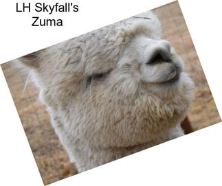 LH Skyfall\'s Zuma