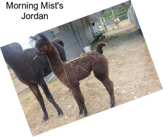 Morning Mist\'s Jordan