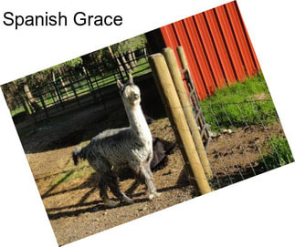 Spanish Grace