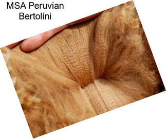MSA Peruvian Bertolini