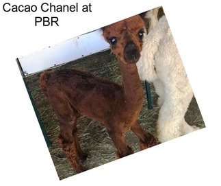 Cacao Chanel at PBR
