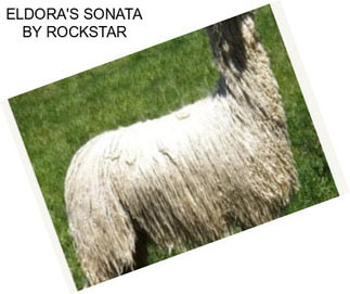 ELDORA\'S SONATA BY ROCKSTAR