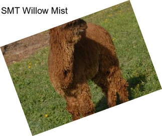 SMT Willow Mist