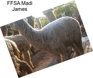 FFSA Madi James