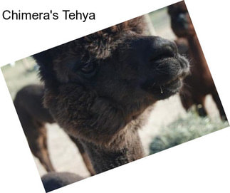 Chimera\'s Tehya