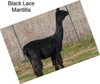 Black Lace Mantilla