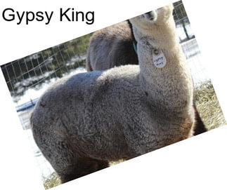 Gypsy King