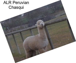 ALR Peruvian Chasqui