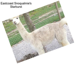 Eastcoast Snoqualmie\'s Starburst
