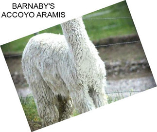 BARNABY\'S ACCOYO ARAMIS