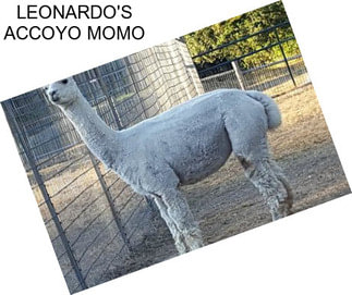 LEONARDO\'S ACCOYO MOMO